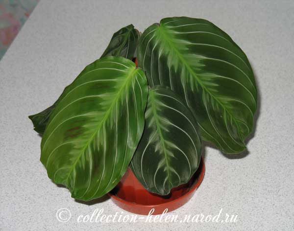 معرفی و راهنمای پرورش گیاهان زینتی آپارتمانی - مارانتا کرشووینا